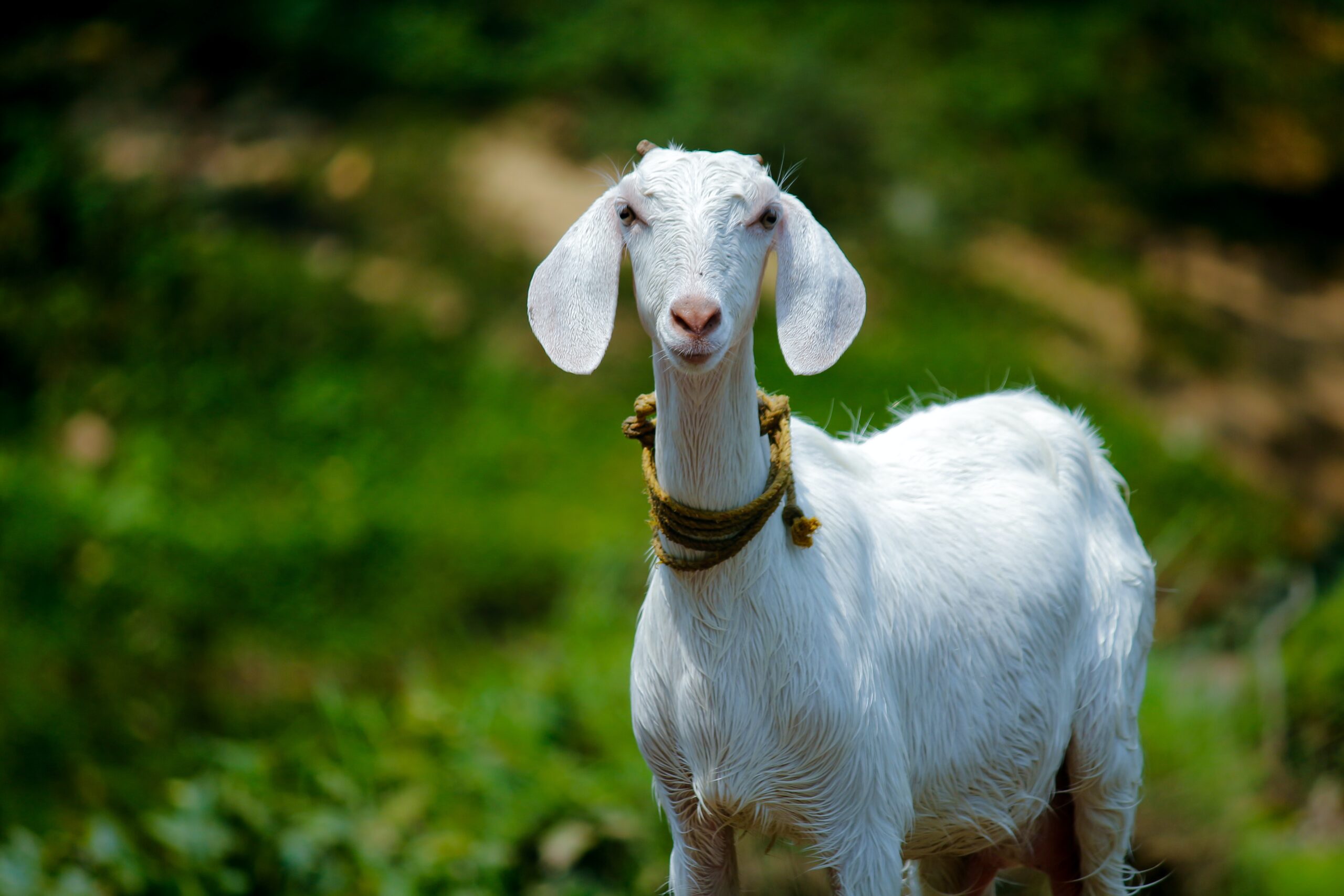 Unveiling the Allure of the Gulabi Goat: A Jewel of Indian Livestock