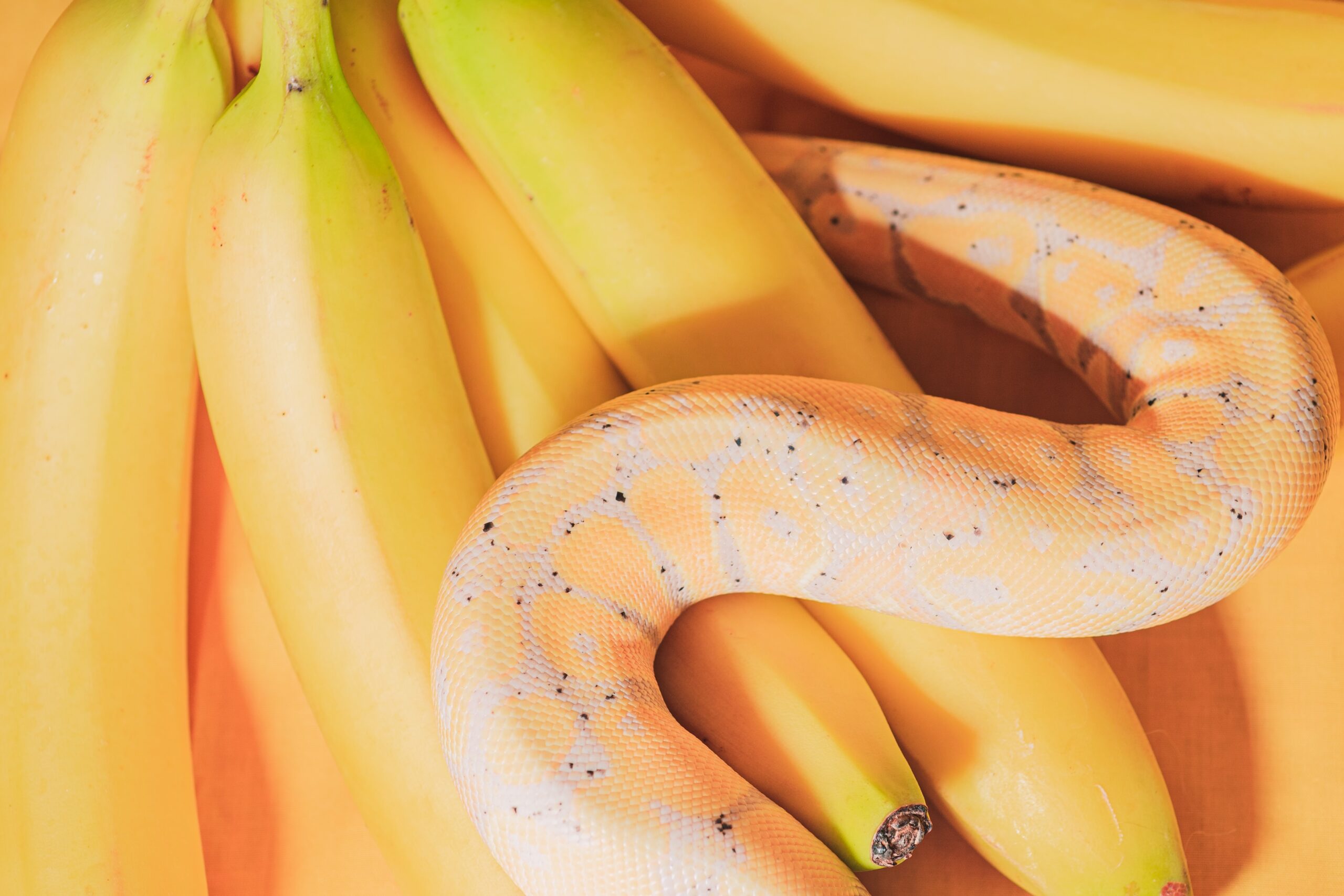 Unraveling the Beauty of the Banana Ball Python