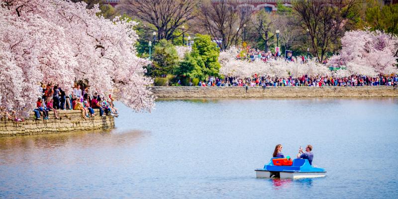 Cherry Blossom Bonanza: Exploring the Beauty of Spring