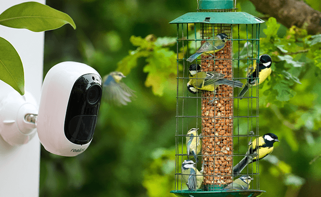 How Bird Feeder Cameras Are Revolutionizing Birdwatching