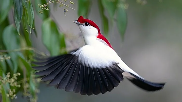 Birds of the Rainbow: The Most Beautiful Feathered Friends